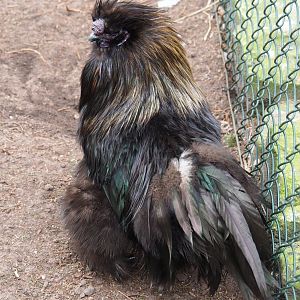 Silkie rooster (Gallus gallus domesticus), 2019-04-06