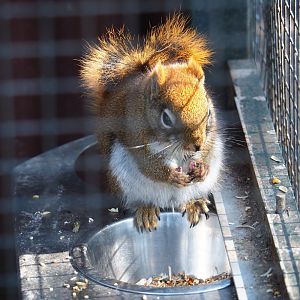American red squirrel (Tamiasciurus hudsonicus), 2019-04-06