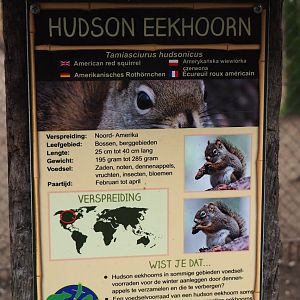 Sign American red squirrel, 2019-04-06