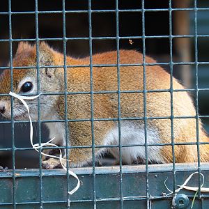 American red squirrel (Tamiasciurus hudsonicus), 2019-04-06