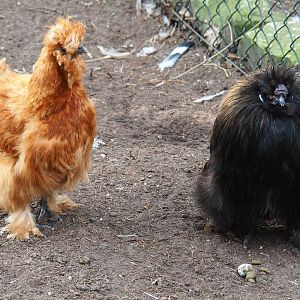 Silkie chickens (Gallus gallus domesticus), 2019-04-06