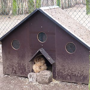 Silkie chicken coop, 2019-04-06