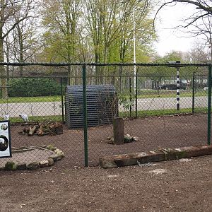 Demoiselle crane - Golden pheasant - Laughing kookaburra aviary, 2019-04-06