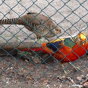Golden pheasant pair (Chrysolophus pictus), 2019-04-06