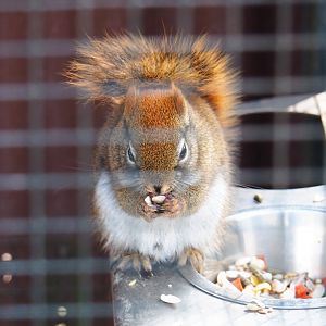 American red squirrel (Tamiasciurus hudsonicus), 2019-04-06