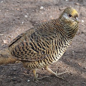Golden pheasant hen (Chrysolophus pictus), 2019-04-06