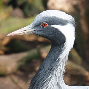Demoiselle crane (Anthropoides virgo), 2019-04-06