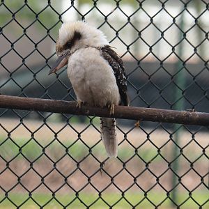 Laughing kookaburra (Dacelo novaeguineae), 2019-04-06