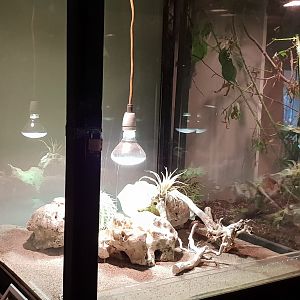 Enclosure Leopard gecko