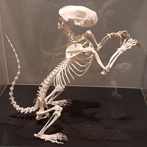 Skeleton Skunk