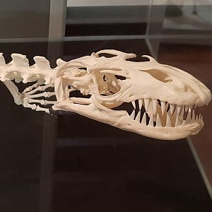 Skull Papuan monitor - Varanus salvadori
