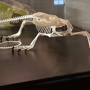 Skeleton Papuan monitor - Varanus salvadori