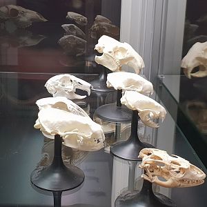 Skull display