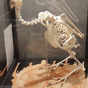 Skeleton Griffon vulture