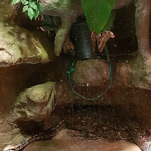 Boa constrictor and Atlas moth