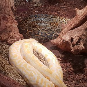 Burmese pythons - natural and mutations