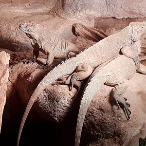 Rhinoceros iguanas