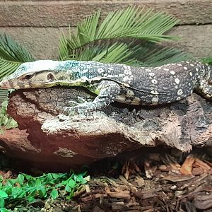 Water monitor - Varanus salvator