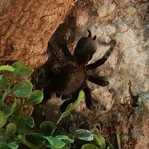 Ornithoctonus species "orange fringe"