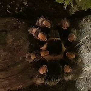 Brachypelma smithi