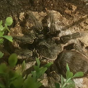 Tarantula ID
