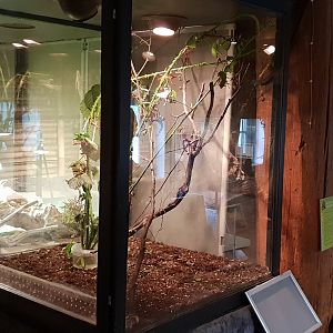 Enclosure Extatosoma tiaratum