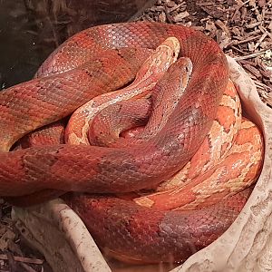 Cornsnakes