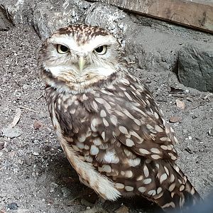 Burrowing owl