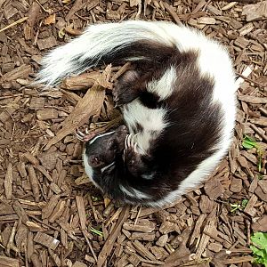 Stripes skunk