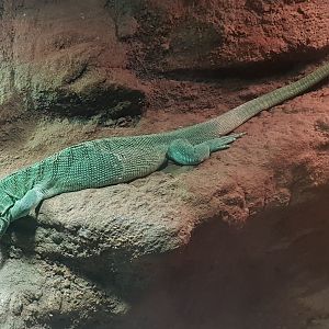Emerald tree monitor - Varanus prasinus
