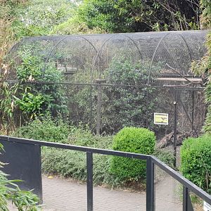 Aviary Harris's hawk