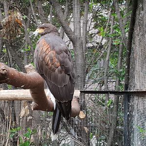 Harris's hawk