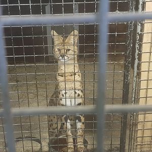 Serval in indoor-enclosure
