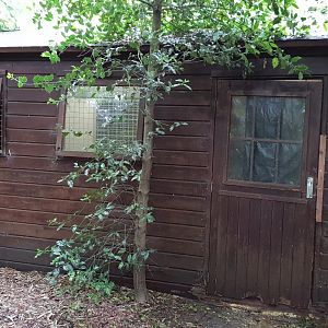 Indoor-enclosure Serval