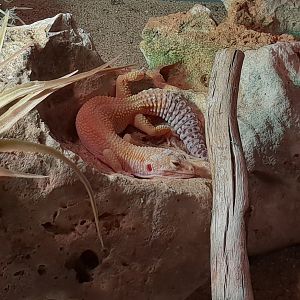 Leopard gecko - mutation