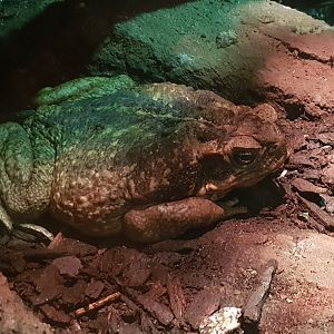 Cane toad