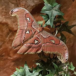 Atlas moth