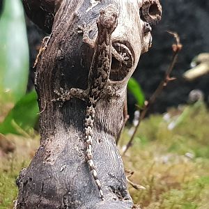 Lepidodactylus lugubris