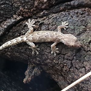 Lepidodactylus lugubris