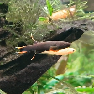 Aphyosemion australe - mutation