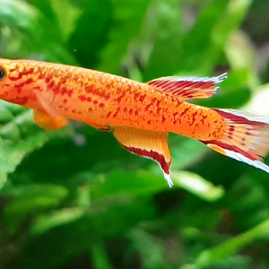 Aphyosemion australe