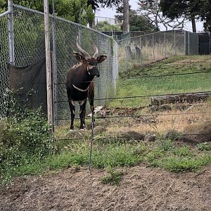 Eastern Mountain Bongo