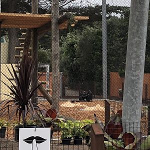 Chimps in new outdoor exhibit