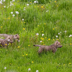 Arctic Wolf Pups