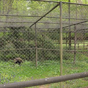 European Wildcat Enclosure at Rezerwat Pokazowy Żubrów, Białowieża 07/05/19