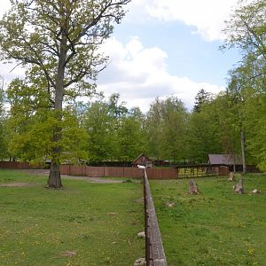 Bison Enclosures at Rezerwat Pokazowy Żubrów, Białowieża 07/05/19