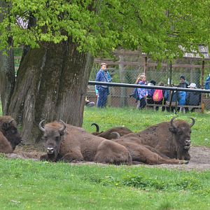 European Bison at Rezerwat Pokazowy Żubrów, Białowieża 07/05/19