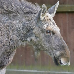 European Moose at Rezerwat Pokazowy Żubrów, Białowieża 07/05/19