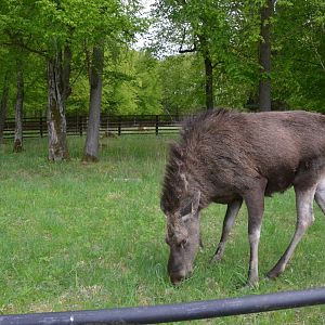 European Moose at Rezerwat Pokazowy Żubrów, Białowieża 07/05/19
