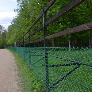 Moose Enclosure at Rezerwat Pokazowy Żubrów, Białowieża 07/05/19